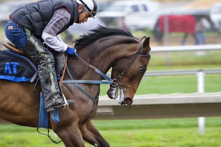 Preakness Stakes 2019 (FULL RACE), jockey John Velazquez thrown from horse